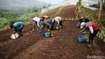 Melihat Proses Penanaman Bawang Merah