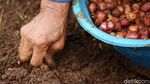 Melihat Proses Penanaman Bawang Merah