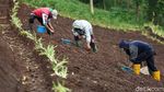 Melihat Proses Penanaman Bawang Merah