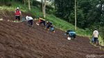 Melihat Proses Penanaman Bawang Merah