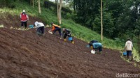 Tanaman bawang merah memerlukan tanah berstruktur remah, tekstur sedang sampai liat, drainase dan aerasi yang baik, mengandung bahan organik yang cukup, dan pH tanah netral (5,6-6,5).