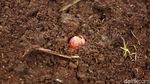 Melihat Proses Penanaman Bawang Merah