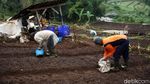 Melihat Proses Penanaman Bawang Merah