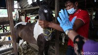 Pemeriksaan kesehatan kuda ini dilakukan secara berkala.