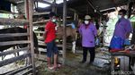 Pemeriksaan Kesehatan Kuda Wisata di Masa Pandemi