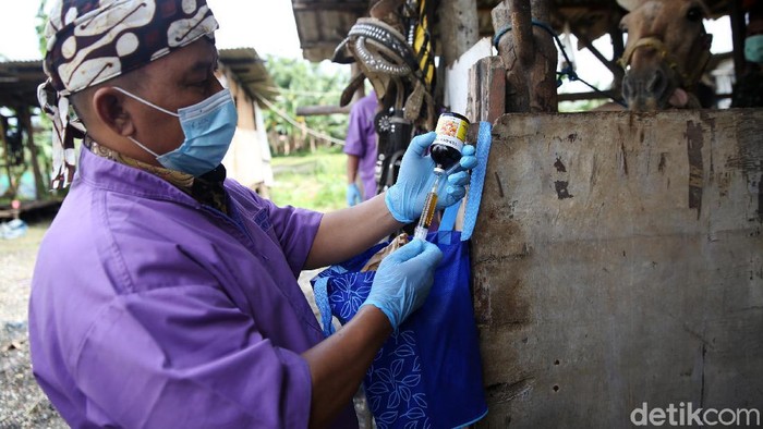 Perawatan Kuda Wisata di Masa Pandemi Dokter hewan dari Sudin KPKP Jakarta Timur menyuntikan kuda wisata di Kampung Pangerengan, Cakung, Jakarta, Kamis (25/2/2021). Kegiatan dilakukan dengan memberi bantuan pakan dan pemeriksaan kesehatan kuda delman wisata.