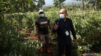 Hendri Kusmayadi juga mengunjungi petani tomat di daerah Pasir Jambu.