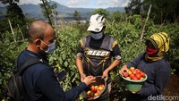 Hendri Kusmayadi mengecek tomat hasil panen petani nasabah BRI.