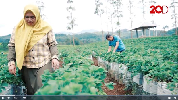 Petani Strawberry Bandung - BRI