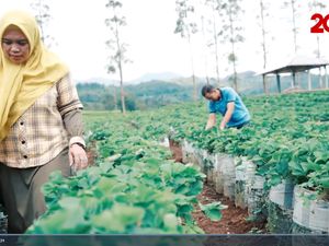 Berkat Strawberry, Petani di Bandung Kantongi Omzet Ratusan Juta