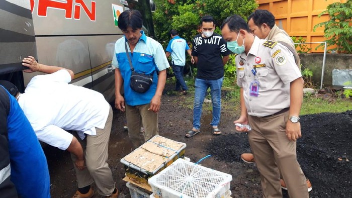 Ratusan burung ilegal diamankan di Merak