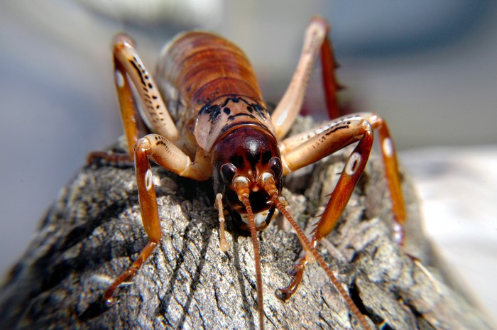 weta, serangga di New Zealand