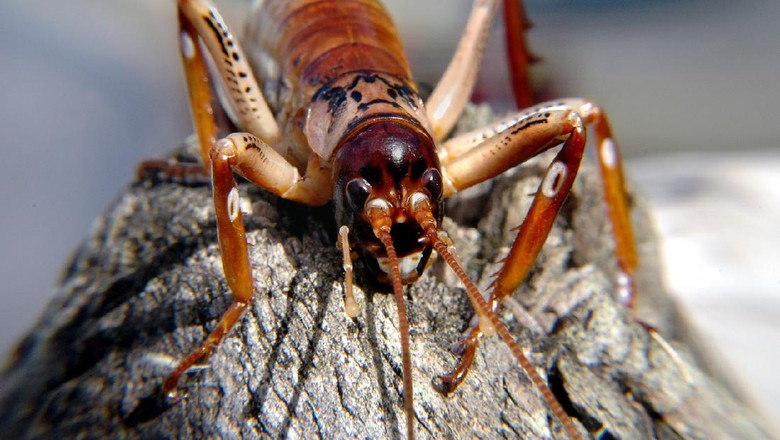weta, serangga di New Zealand weta, serangga di New Zealand