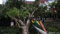 Pohon tersebut menimpa kabel listrik dan pagar jalan.
