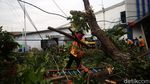 Akibat Hujan dan Angin Kencang 7 Pohon Tumbang di Kota Bekasi
