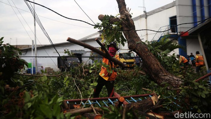 Akibat Hujan dan Angin Kencang 7 Pohon Tumbang di Kota Bekasi Sedikitnya ada 7 pohon yang tumbang di Bekasi akibat hujan dan angin kencang semalam. Salah satunya di Jl. Raya Perjuangan, Kecamatan Bekasi Utara, Kota Bekasi.