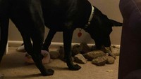 Anjing yang hobi mengumpulkan batu dan membawanya ke dalam rumah.