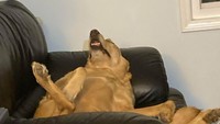 Pose anjing  tidur yang tidak biasa. 