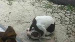 Tingkah Anjing yang Bikin Kesal tapi Menggemaskan