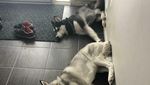 Tingkah Anjing yang Bikin Kesal tapi Menggemaskan