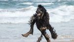 Tingkah Anjing yang Bikin Kesal tapi Menggemaskan