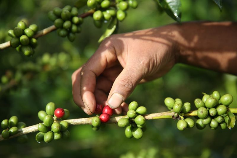 Biji kopi