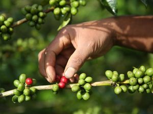 Anak Senja Mesti Tahu, Begini Olah Kopi Sampai Bisa Diseruput