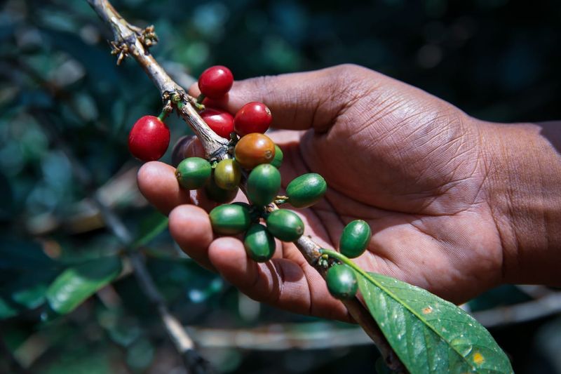 Biji kopi