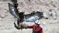 Elang yang menjadi teman berburu suku Kyrgyz adalah elang emas. Bertubuh besar dan memiliki panjang sayap sekitar 2 meter, elang ini bisa terbang sangat cepat.  