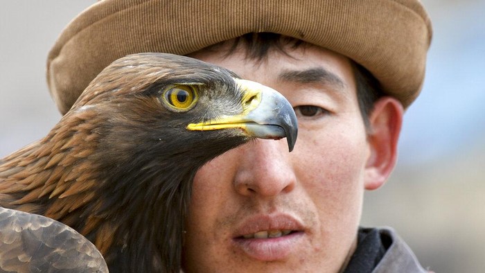 Elang Emas Jadi Teman Berburu Suku Kyrgyzstan A Kyrgyz man holds a golden eagle for an eagle hunt riding a horse during the hunting festival