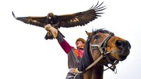 Elang emas merupakan burung paling mematikan di daerah Arktik karena biasa berburu kelinci, kambing, rubah, bahkan serigala, Itulah sebabnya suku Kyrgyz menjadikan elang ini sebagai teman berburunya.  