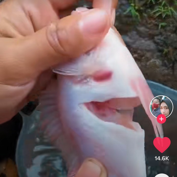 Ikan Tanpa Isi Perut Ini Masih Bisa Berenang Lincah