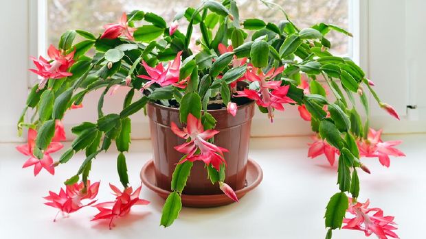 Christmas cactus (Schlumbergera) in pot