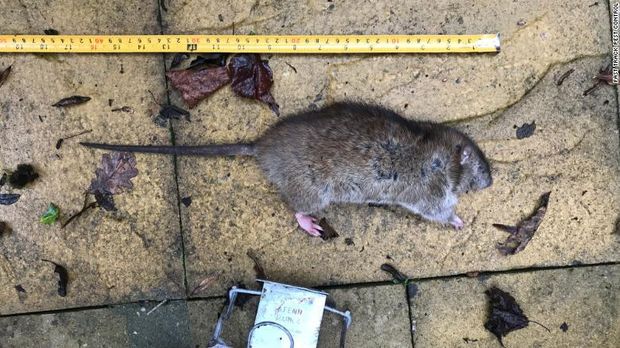 Ketika Hewan Berbulu Jadi Musuh Penduduk London
