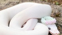 Kulitnya yang putih bersih menyatu dengan mahkota bunga berwarna hijau pink.