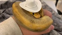 Ular dengan topi koboi. Ciaat!