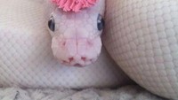 Uni-snake, gimana?