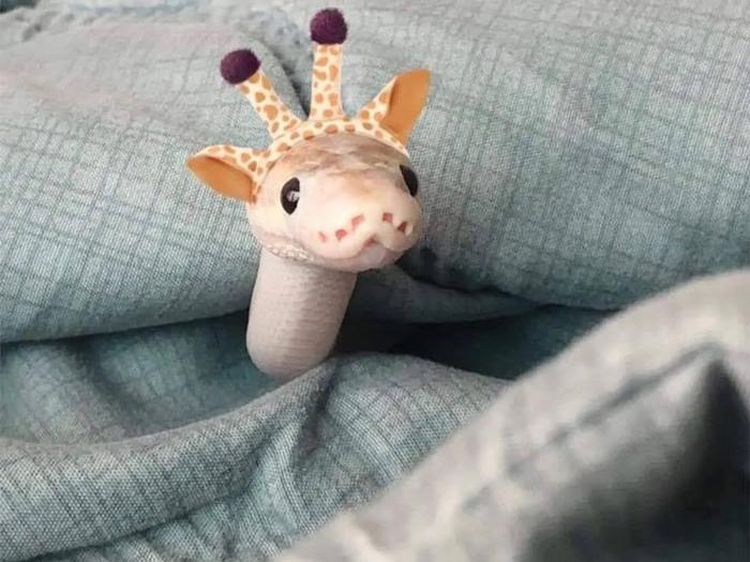 Masih Takut Ular Saat Mereka Seperti Ini?