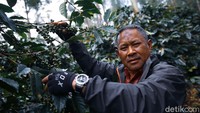 Pendiri Kopi Malabar Indonesia, Supriatnadinuri atau biasa dikenal H Nuri, menjelaskan dari 883 hektare lahan kopi yang dikelola oleh gapoktannya bisa menghasilkan 150 ton kopi dalam setahun.