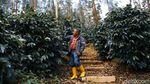 Mengenal H Nuri Pendiri Kopi Malabar Indonesia