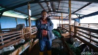 Kelompok Tani Rahayu juga memiliki pembibitan kopi, peternakan sapi dan domba. 