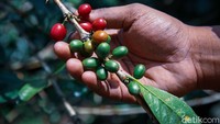 Kopi Malabar juga mendapat berbagai bantuan dari BRI.