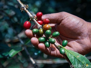 Mengenal Kopi Gunung Malabar: Sejarah, Karakteristik, dan Harga