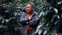 Pendiri Kopi Malabar Indonesia, Supriatnadinuri atau biasa dikenal H Nuri, saat melihat perkebunan kopi di Pengalengan, Bandung Jawa Barat.