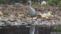 Ketersediaan makanan di kawasan tersebut menjadi sangat penting, karena untuk menjaga proses kehidupan tetap berjalan. Namun berdasarkan pengamatan, masih saja dijumpai monyet-monyet tersebut mencari makan ditumpukan sampah dan juga berpindah ke pinggir jalan menunggu pemberian makan dari manusia.  