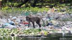 Nasib Monyet Ekor Panjang di Pesisir Jakarta