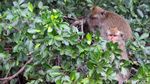 Nasib Monyet Ekor Panjang di Pesisir Jakarta