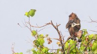 Dengan mengais, monyet tersebut mengorek sisa-sisa yang bisa untuk dimakan. Kondisi tersebut dari tahun ke tahun tetap ada hingga sekarang.   