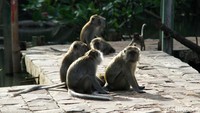 Berbagai permasalahan dan konflik kehadiran Monyet ekor panjang terhadap manusia juga menjadi catatan, karena hidup berdekatan dengan areal komplek perumahan. Setiap hari monyet-monyet tersebut berdatangan ke areal komplek untuk meminta dan mencari makan.   
