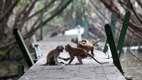 Memberi makan kepada satwa monyet dengan dalih “kasihan” juga tidak dianjurkan, karena akan berdampak ketergantungan yang dapat mengakibatkan perubahan prilaku terhadap satwa tersebut.  